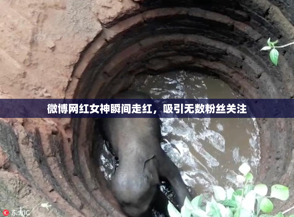 微博网红女神瞬间走红，吸引无数粉丝关注