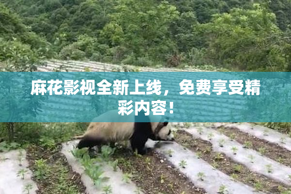 麻花影视全新上线，免费享受精彩内容！