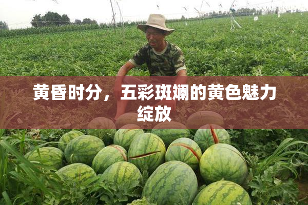 黄昏时分，五彩斑斓的黄色魅力绽放