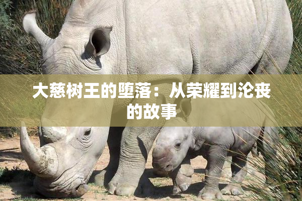 大慈树王的堕落：从荣耀到沦丧的故事