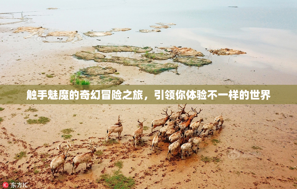 触手魅魔的奇幻冒险之旅，引领你体验不一样的世界
