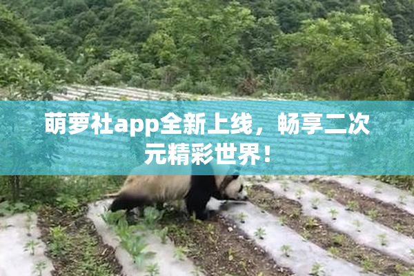 萌萝社app全新上线，畅享二次元精彩世界！