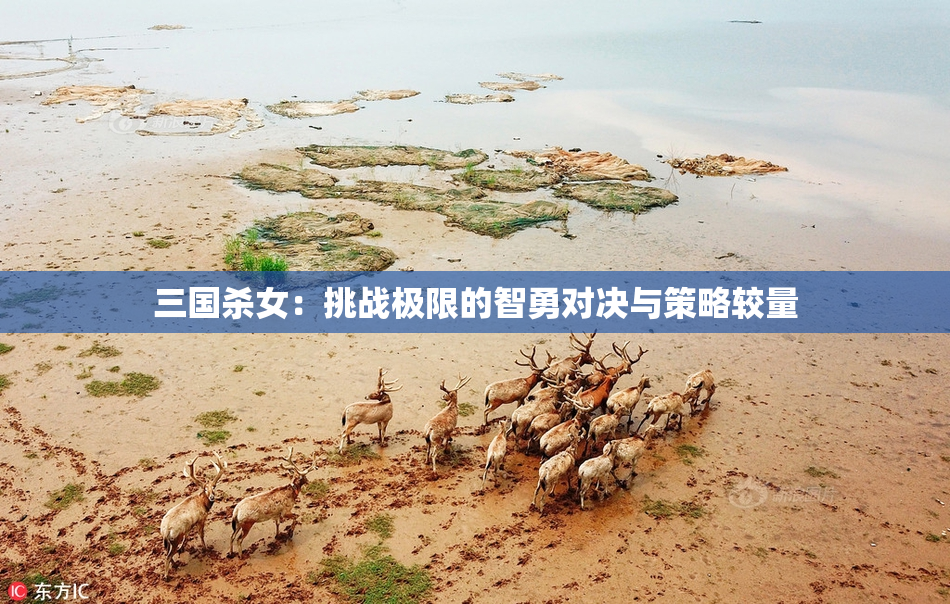 三国杀女：挑战极限的智勇对决与策略较量