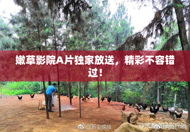 嫩草影院A片独家放送，精彩不容错过！