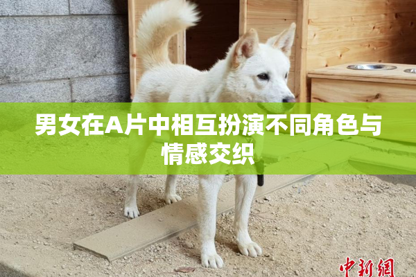 男女在A片中相互扮演不同角色与情感交织
