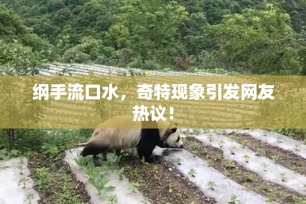 纲手流口水，奇特现象引发网友热议！