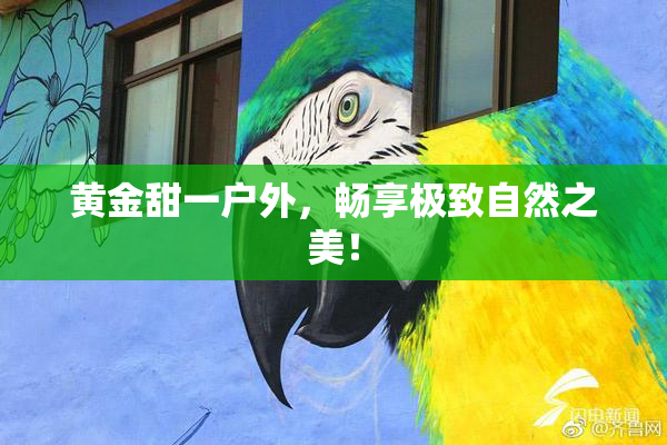 黄金甜一户外，畅享极致自然之美！