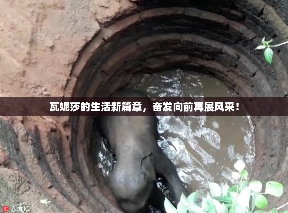 瓦妮莎的生活新篇章，奋发向前再展风采！