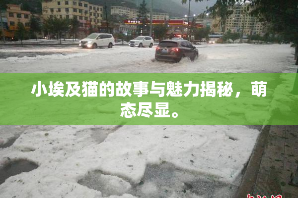 小埃及猫的故事与魅力揭秘，萌态尽显。