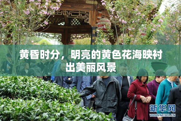 黄昏时分，明亮的黄色花海映衬出美丽风景