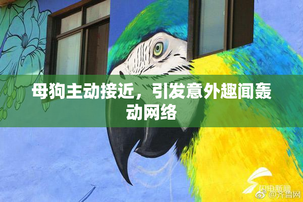 母狗主动接近，引发意外趣闻轰动网络