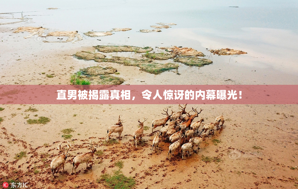 直男被揭露真相，令人惊讶的内幕曝光！