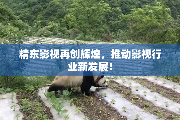 精东影视再创辉煌，推动影视行业新发展！