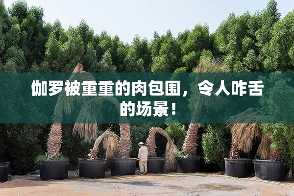 伽罗被重重的肉包围，令人咋舌的场景！