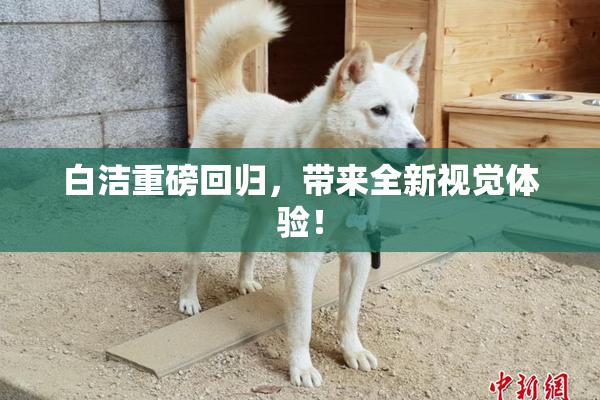 白洁重磅回归，带来全新视觉体验！