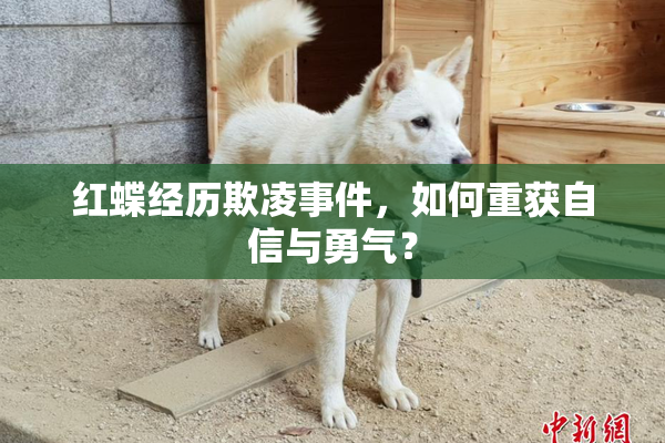 红蝶经历欺凌事件，如何重获自信与勇气？